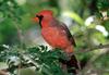 Northern Cardinal (Cardinalis cardinalis)