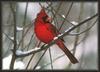 Northern Cardinal (Cardinalis cardinalis)