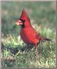 Northern Cardinal (Cardinalis cardinalis)