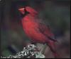 Northern Cardinal (Cardinalis cardinalis)