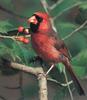 Northern Cardinal (Cardinalis cardinalis)