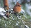 Northern Cardinal female (Cardinalis cardinalis)
