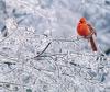 Northern Cardinal (Cardinalis cardinalis)