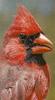 Northern Cardinal (Cardinalis cardinalis)