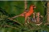 Northern Cardinal and chicks (Cardinalis cardinalis)