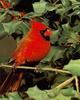 Northern Cardinal (Cardinalis cardinalis)