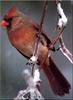 Northern Cardinal (Cardinalis cardinalis)