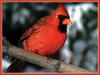 Northern Cardinal (Cardinalis cardinalis)