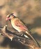 Northern Cardinal female (Cardinalis cardinalis)