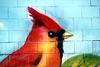 [Animal Art] Northern Cardinal (Cardinalis cardinalis)