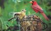 Northern Cardinal pair (Cardinalis cardinalis)