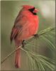 Northern Cardinal (Cardinalis cardinalis)