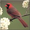 Northern Cardinal (Cardinalis cardinalis)