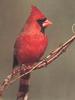 Northern Cardinal (Cardinalis cardinalis)