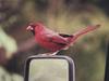 Northern Cardinal (Cardinalis cardinalis)