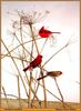 [Animal Art - Michael James Riddet] Northern Cardinals (Cardinalis cardinalis)