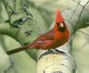 Northern Cardinal (Cardinalis cardinalis)