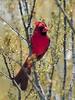 Northern Cardinal (Cardinalis cardinalis)