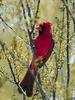 Northern Cardinal (Cardinalis cardinalis)