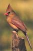 Northern Cardinal female (Cardinalis cardinalis)