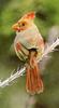 Northern Cardinal female (Cardinalis cardinalis)