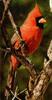 Northern Cardinal male (Cardinalis cardinalis)