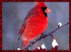 Northern Cardinal male (Cardinalis cardinalis)