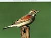 Dickcissel (Spiza americana)