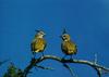 Yellow Cardinals (Gubernatrix cristata)
