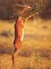 Gerenuk Antelope (Litocranius walleri)