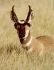 Pronghorn Antelope (Antilocapra americana)