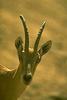 Antelope?