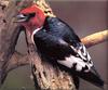 Red-headed Woodpecker (Melanerpes erythrocephalus)