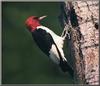 Red-headed Woodpecker (Melanerpes erythrocephalus)