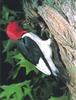 Red-headed Woodpecker (Melanerpes erythrocephalus)