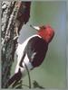 Red-headed Woodpecker (Melanerpes erythrocephalus)