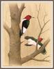 [Animal Art - William Zimmerman] Red-headed Woodpecker (Melanerpes erythrocephalus)