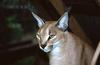 Caracal female (Caracal caracal)