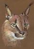 [Animal Art] Caracal (Caracal caracal)