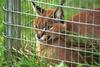 Caracal (Caracal caracal)