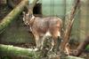 Caracal (Caracal caracal)