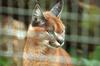 Caracal (Caracal caracal)