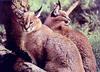 Caracal pair (Caracal caracal)