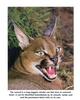 Caracal snarls (Caracal caracal)