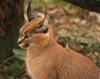 Caracal female (Caracal caracal)