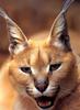 Caracal (Caracal caracal)