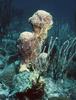 [Underwater] ???