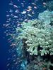 [Underwater] Coral and fish school