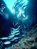 [Underwater] Whirl of fishes