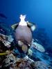 [Underwater] parrotfish???